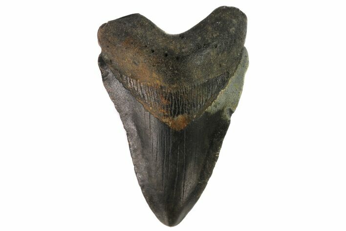 Bargain, Megalodon Tooth - North Carolina #76304